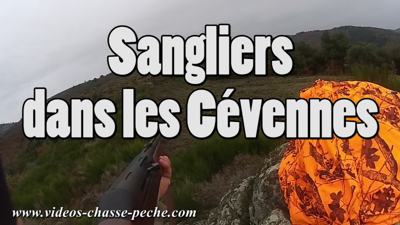 chasse sanglier